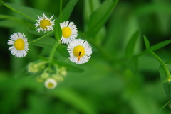 Sphaerophoria menthastri