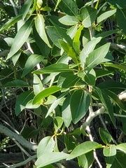 Populus × acuminata