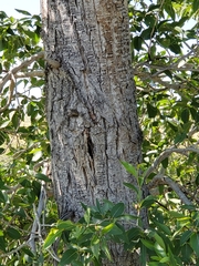 Populus × acuminata