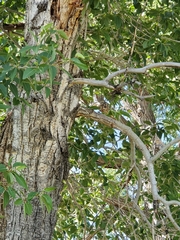 Populus × acuminata