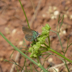 Callophrys affinis