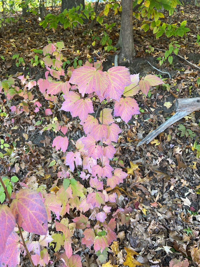 mapleleaf viburnum