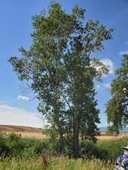 Populus × acuminata
