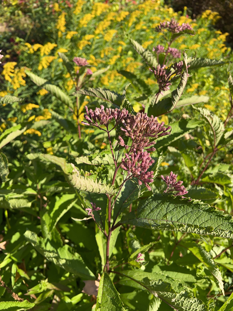 spotted Joe-Pye weed