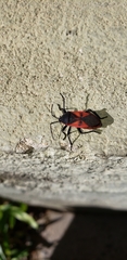 Largus rufipennis