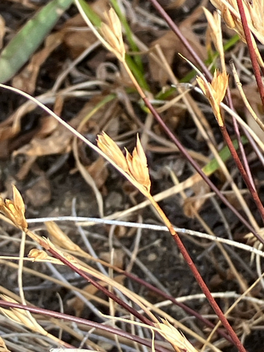 Image of Juncus parryi by (c) Aaron Liston, some rights reserved (CC BY)
