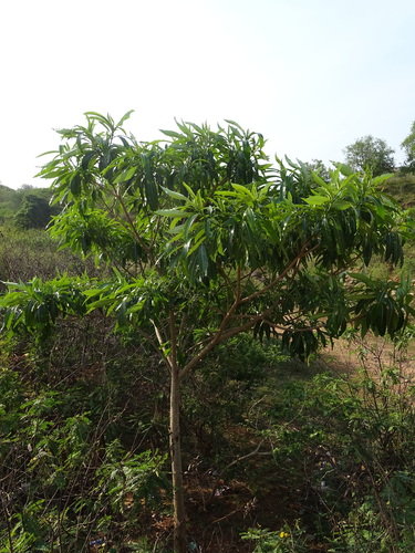 Image of Quininetree (Rauvolfia afra) by (c) Shaun Swanepoel, some rights reserved (CC BY)