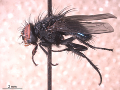 Calliphora latifrons