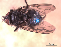 Calliphora latifrons
