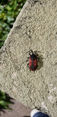 Largus rufipennis