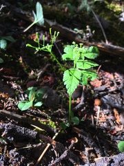 Osmorhiza depauperata