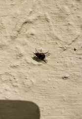 Stomoxys calcitrans