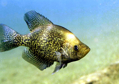 Black Crappie photo 1
