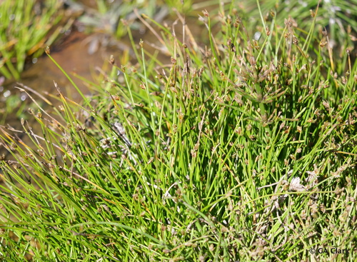 Isolepis cernua
