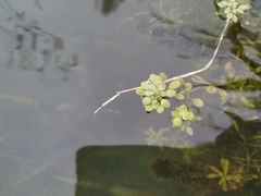 Callitriche cophocarpa