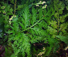 Selaginella moellendorffii