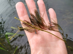 Ranunculus kauffmannii