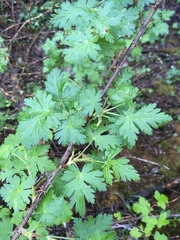 Ribes montigenum