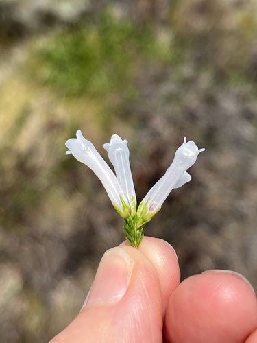 Erica colorans, photograph 6