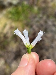 Erica colorans, photograph (c) Charleen Brunke, some rights reserved (CC BY)