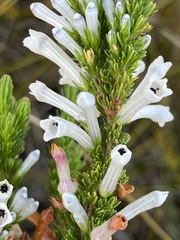 Erica colorans, photograph (c) Charleen Brunke, some rights reserved (CC BY)