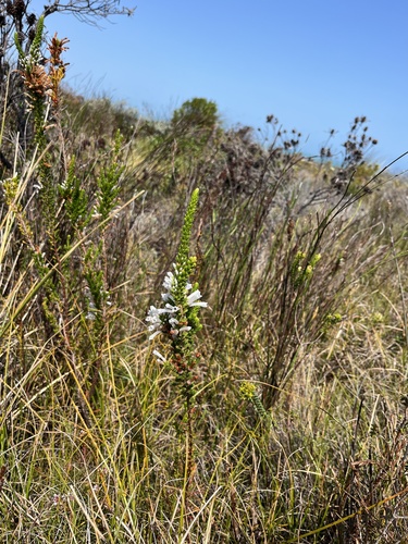 Erica colorans, photograph 5