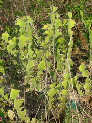 Euphorbia grandicornis, photograph (c) Shaun Swanepoel, some rights reserved (CC BY)
