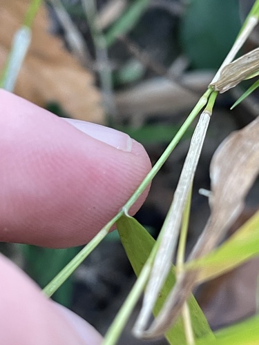 Image of Dichanthelium dichotomum by no rights reserved