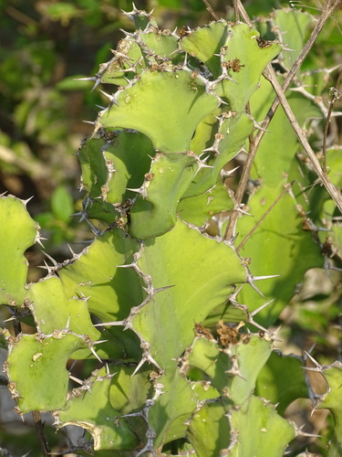 Euphorbia grandicornis, photograph 6
