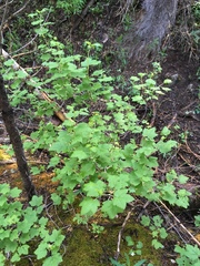 Ribes wolfii
