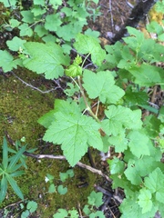 Ribes wolfii