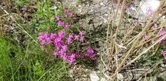 Zeltnera beyrichii
