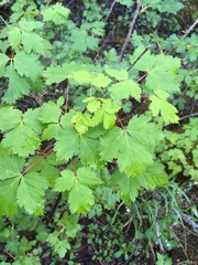Acer glabrum neomexicanum