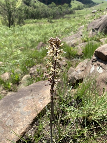 Image of Drimia elata by (c) Sunčana Bradley, some rights reserved (CC BY)