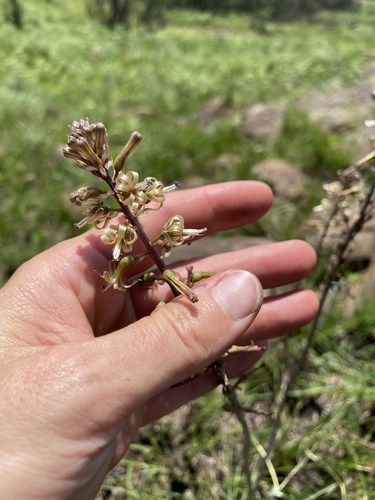 Image of Satin Squill by (c) Sunčana Bradley, some rights reserved (CC BY)