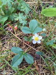 Fragaria virginiana glauca