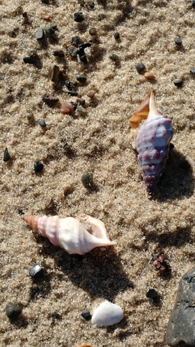 Aporrhaidae
