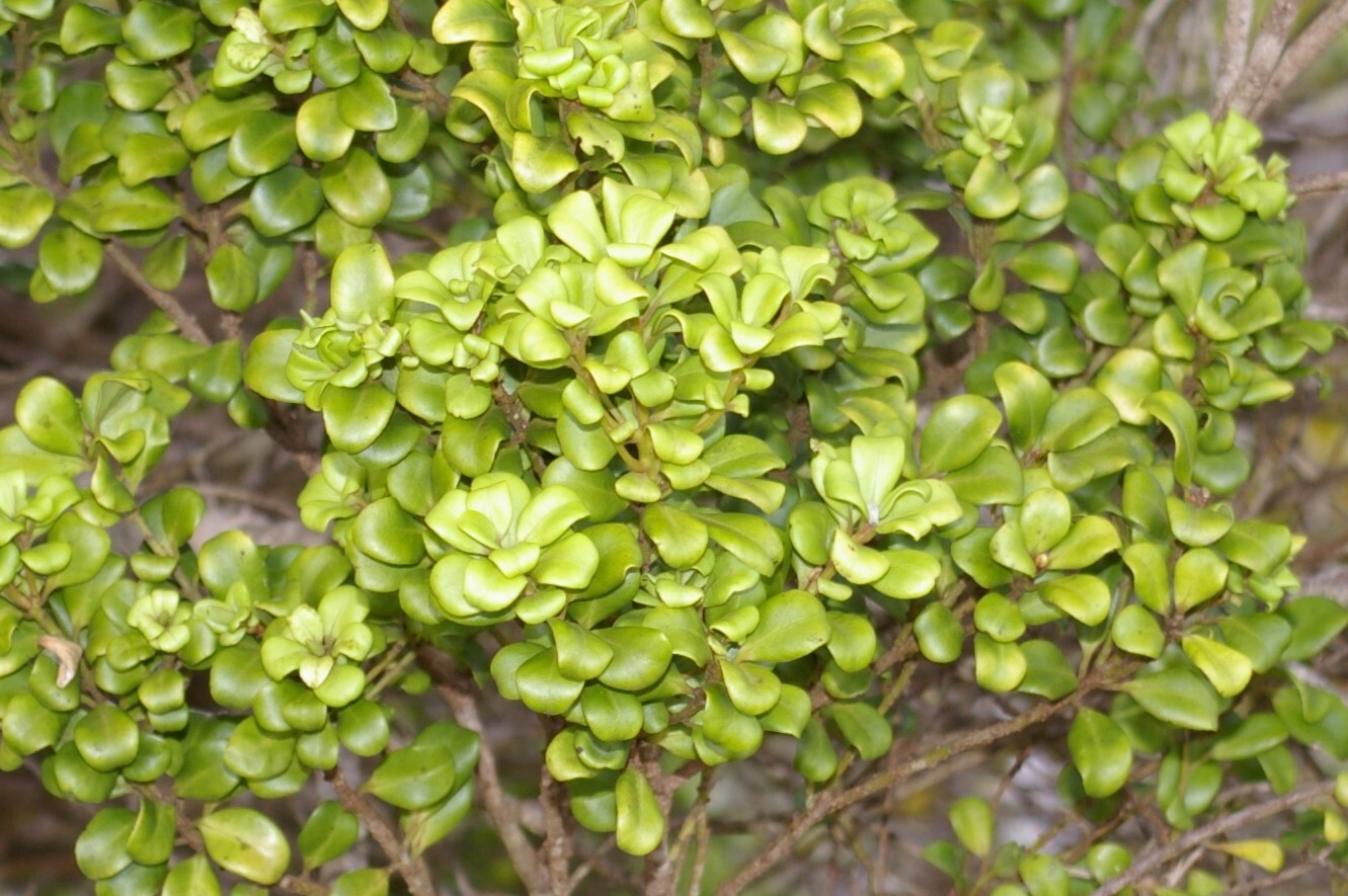 Myrsine alyxifolia