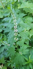 Leonurus cardiaca
