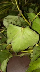 Ipomoea batatas