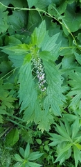 Leonurus cardiaca