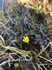 Ranunculus lapponicus