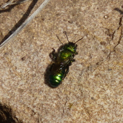 Hoplitis fulgida fulgida
