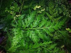 Selaginella moellendorffii