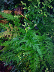 Selaginella moellendorffii