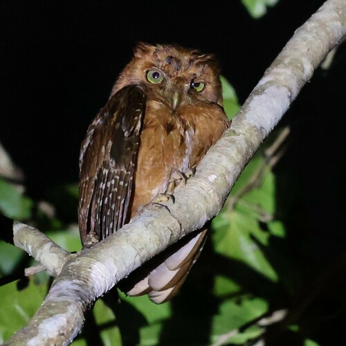 Pemba Scops Owl (Otus pembaensis), photo 8