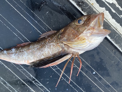 Blackfin gurnard (Prionotus stephanophrys) — Triglidae — 2