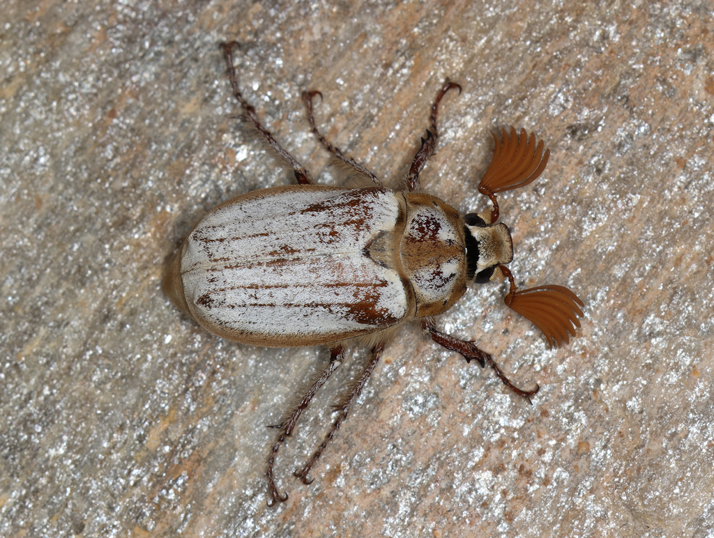 Cockchafer (Melolontha melolontha)