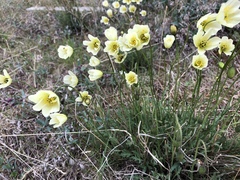 Papaver radicatum