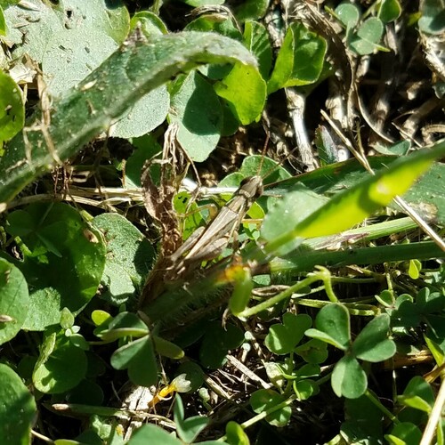 Pasture Locust photo 4